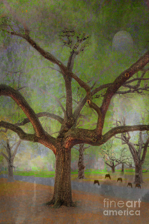 Travel Photograph - Under The Live Oak by Larry Braun Travel Photograph - Under The Live Oak by Larry Braun