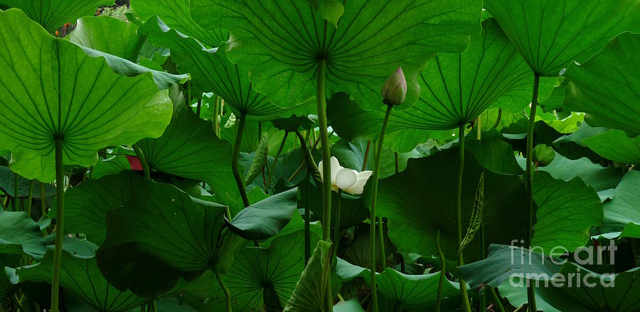 Under The Lotus Leaves Photograph