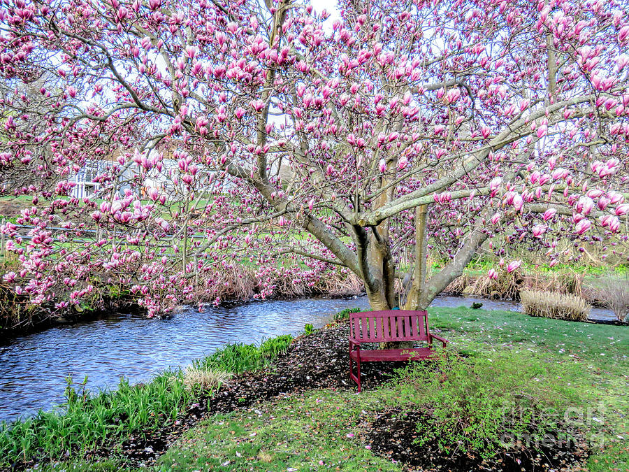 Under the Magnolia Tree Photograph by Janice Drew