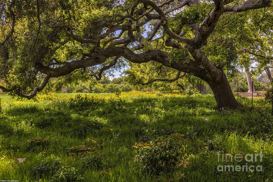 Under The Oak Tree Photograph by Mitch Shindelbower