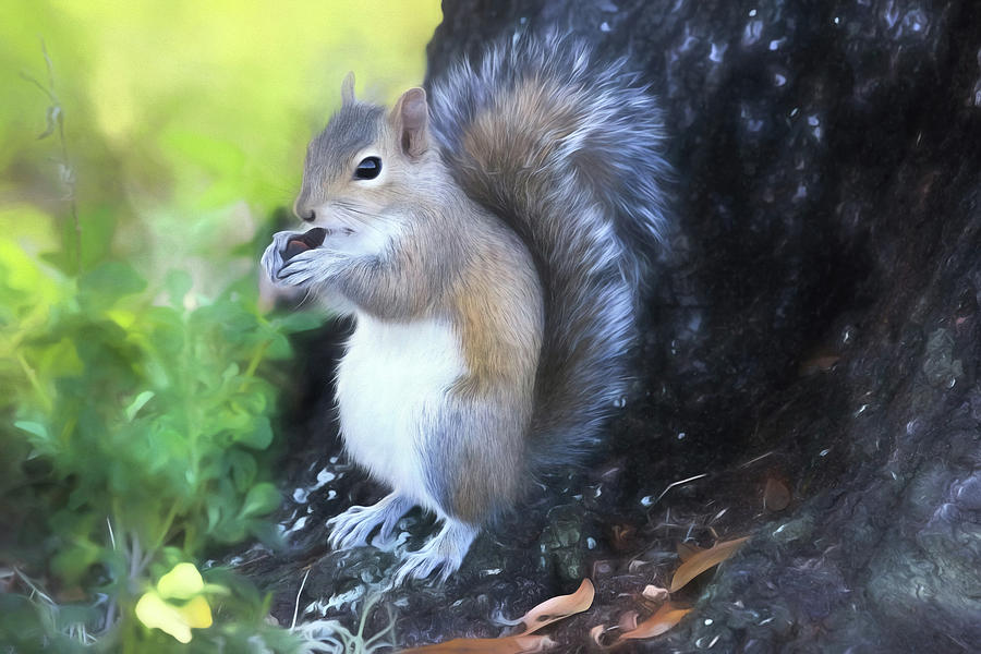 Squirrel Photograph - Under The Old Oak Tree by Donna Kennedy