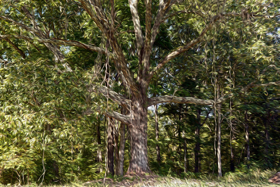 Tree Photograph - Under the Old Oak Tree by Wanda Brandon