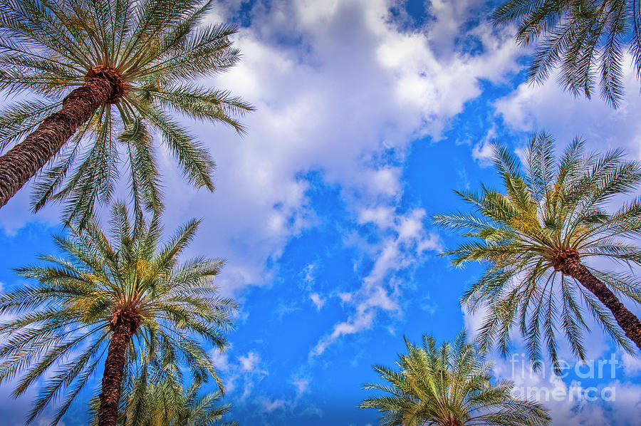 Under the Palm Trees Looking Up Photograph by David Zanzinger