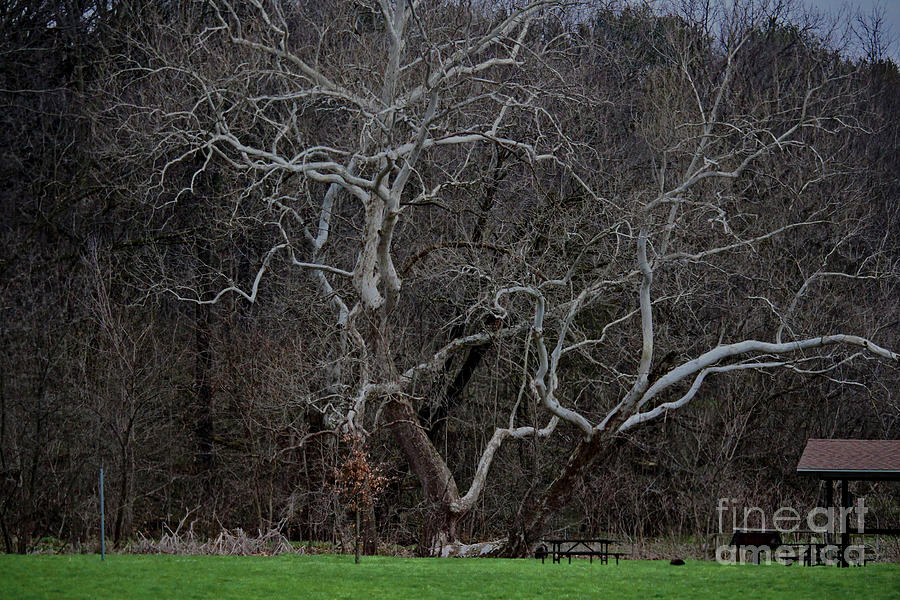 Under the Picnic Tree Photograph by Laura Birr Brown - Fine Art America