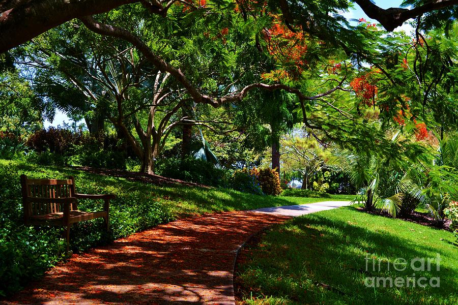 Under the Poinciana Tree Photograph by Julie Adair