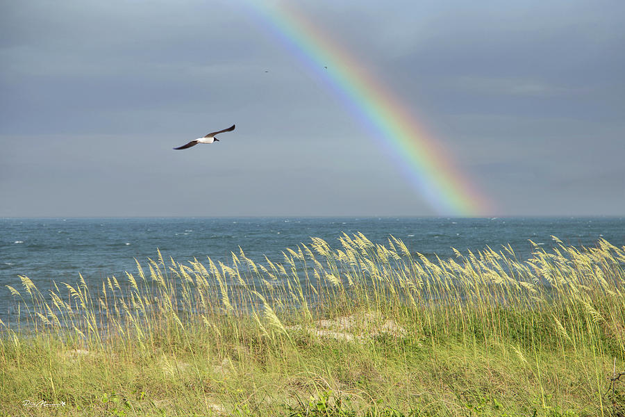 Under The Rainbow Photograph by Phil Mancuso