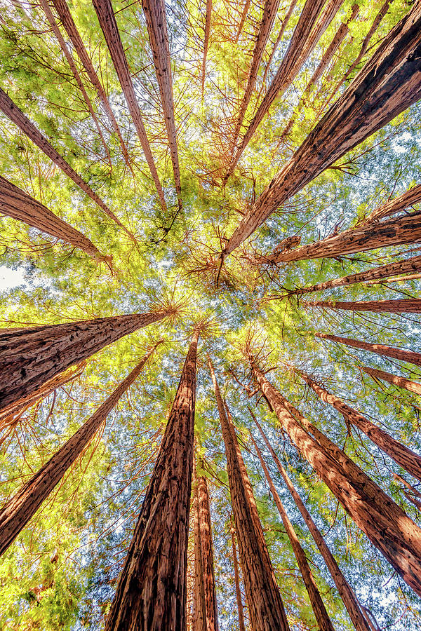 Nature Photograph - Under the Redwoods by Aron Kearney