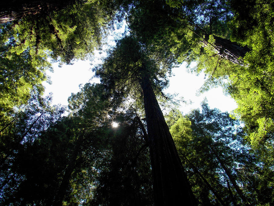 Under the Redwoods Photograph by K Bradley Washburn