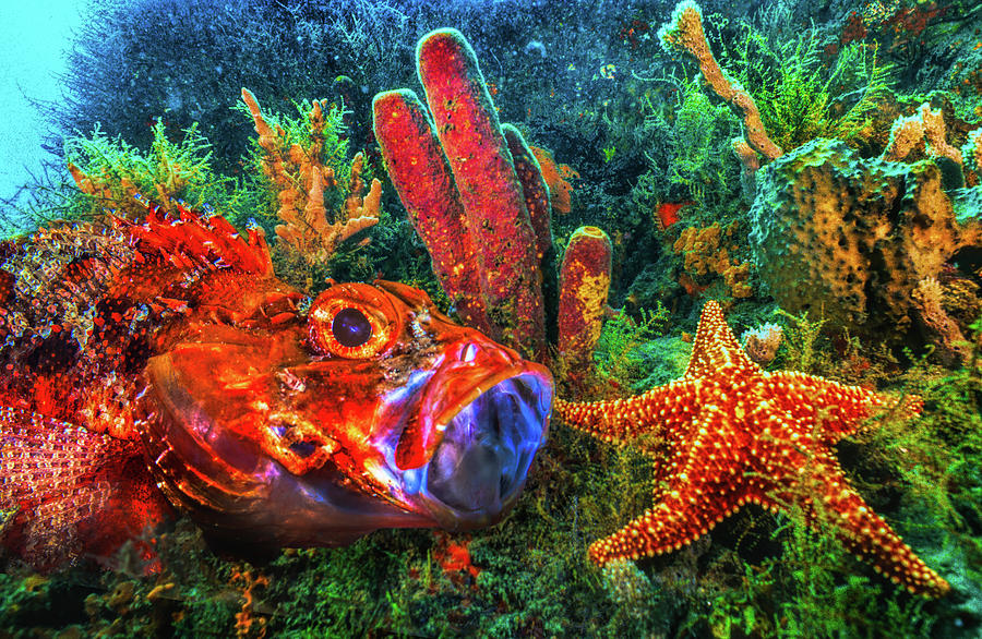 Under the Sea at the Reef Photograph by Debra and Dave Vanderlaan