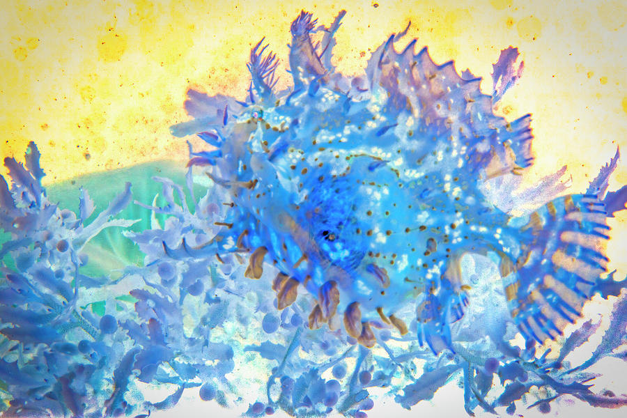 Under the Sea Colorful Watercolor Art #1 Photograph by Debra and Dave Vanderlaan