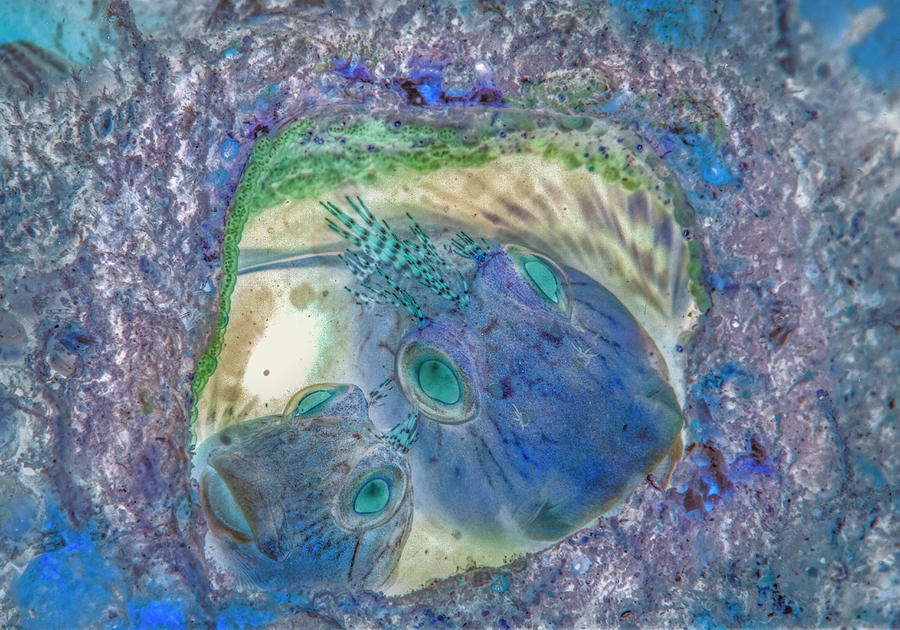 Under the Sea Colorful Watercolor Art #25 Photograph by Debra and Dave Vanderlaan