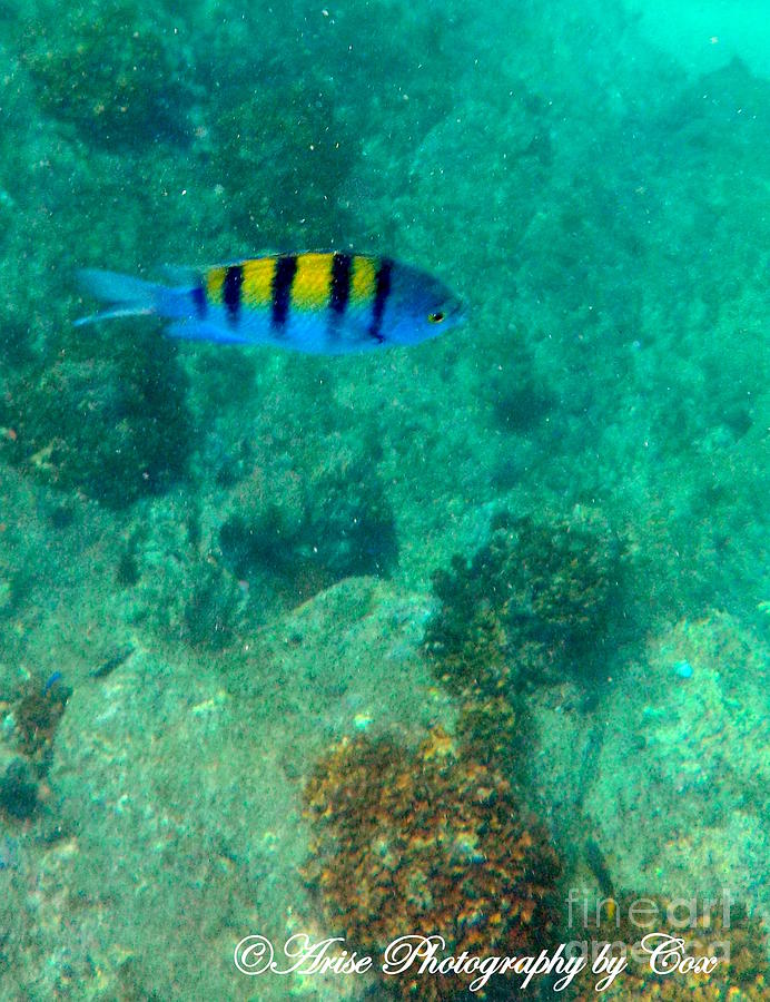 Fish Photograph - Under the Sea of Cortez 1 by Charlene Cox