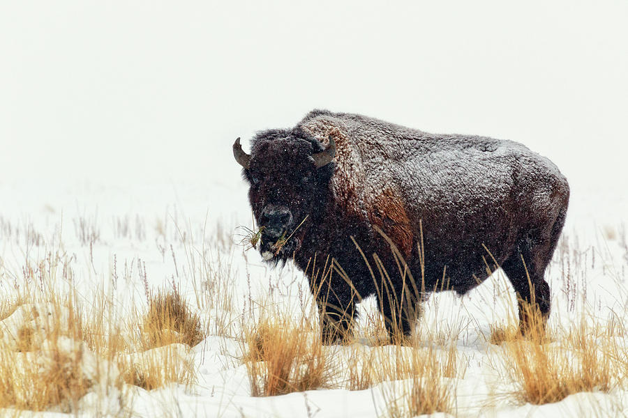 Bison Photograph - Under The Snow by Joan Escala-Usarralde