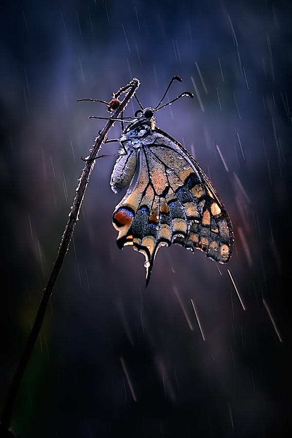 Butterfly Photograph - Under The Summer Rain by Antonio Grambone