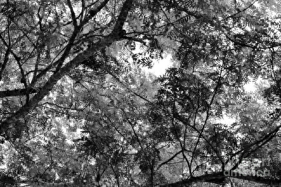 Under the Tree Canopy black and white Photograph by Mesa Teresita