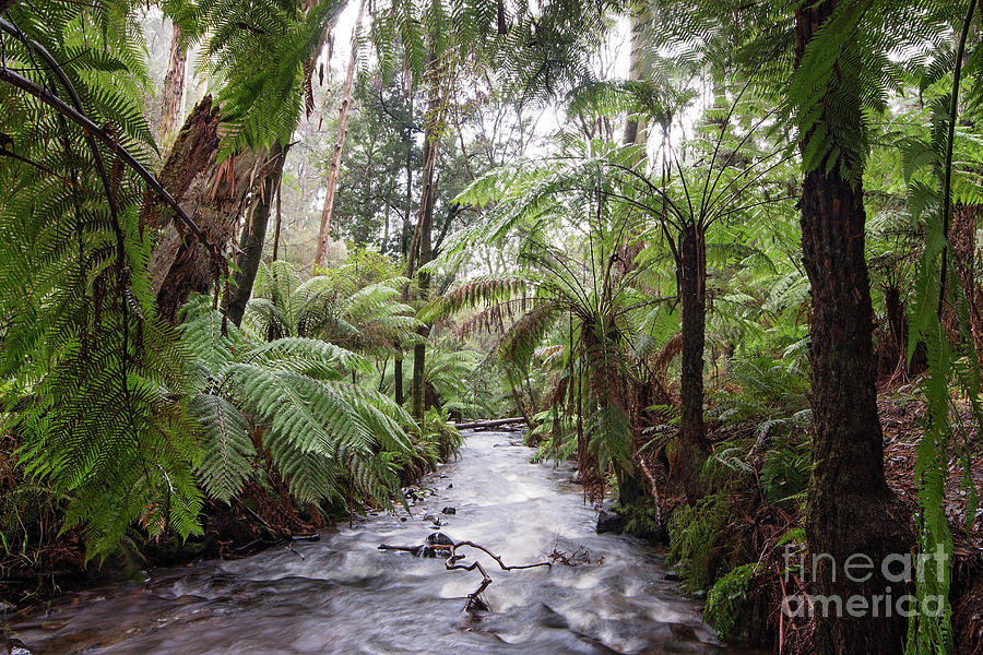 Under the Tree Ferns Photograph by Linda Lees