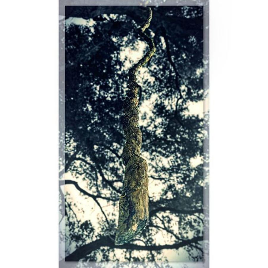Nature Photograph - #under #the #tree #hanging #limb #vine by Peggy Hoefner