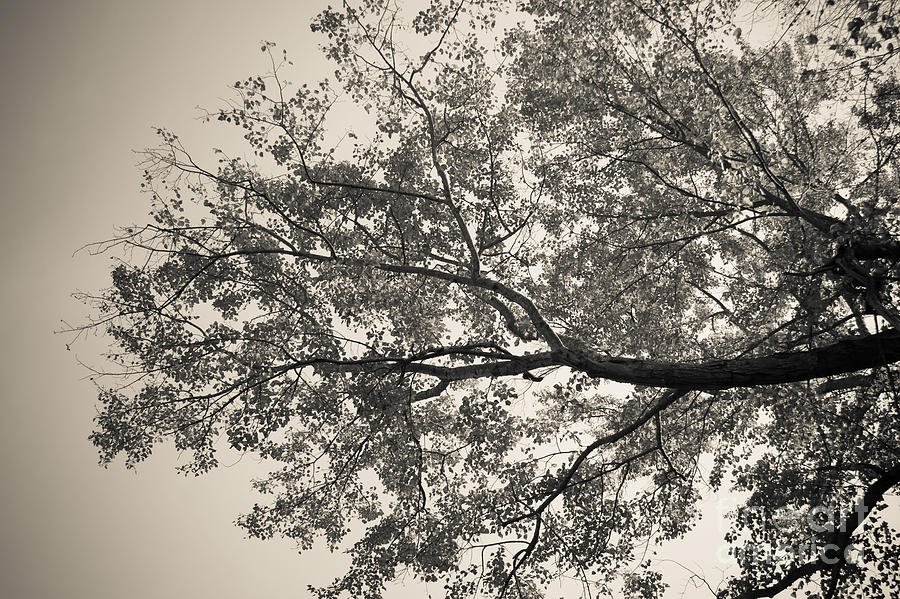 Under The Trees Photograph by Ana V Ramirez