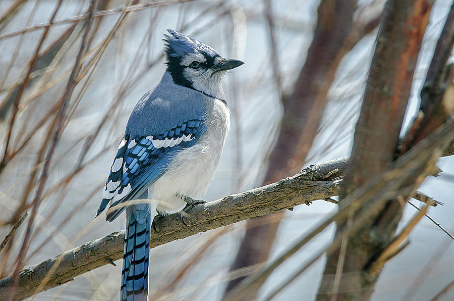 Under The Vigilant Eye of The Blue Jay Photograph by Susan McMenamin