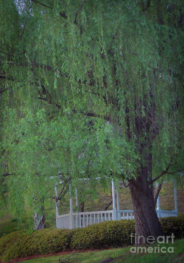 Under The Willow Photograph by Skip Willits