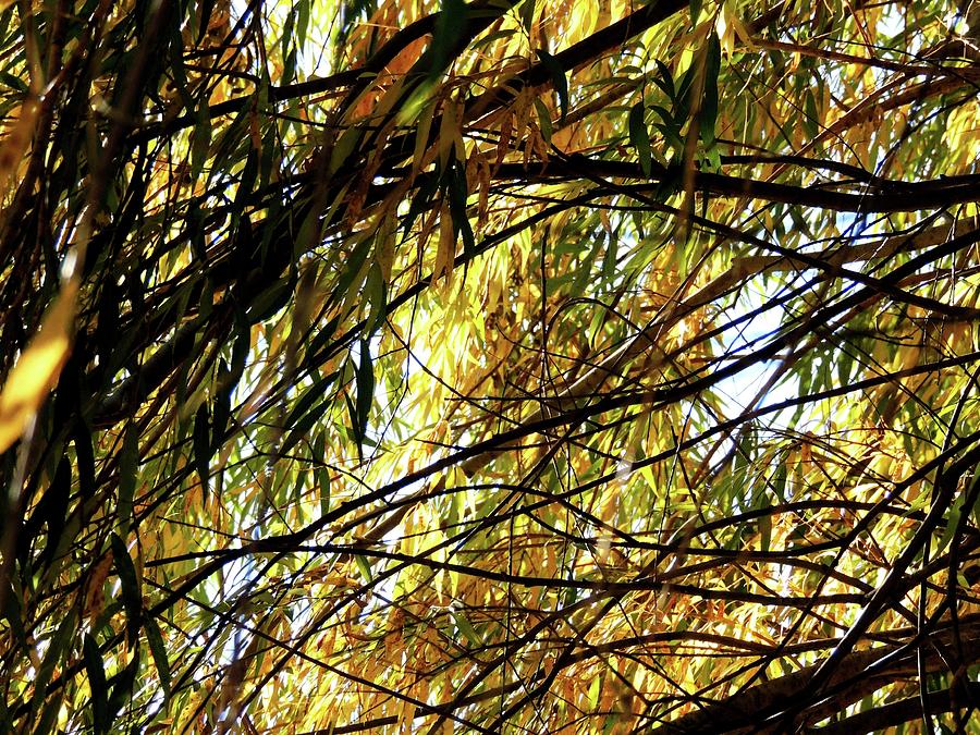 Under The Willow Tree In November Photograph