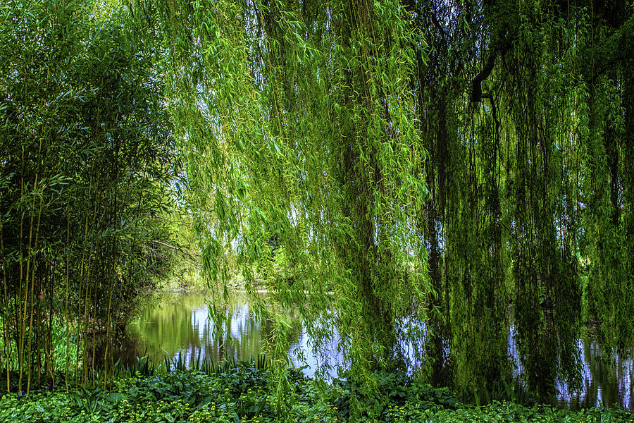 Under the Willow Tree Photograph by Martin Newman - Fine Art America