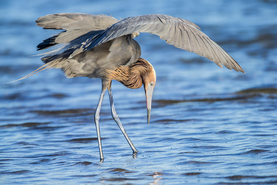 Heron Photograph - Under the Wing by Todd Ryburn