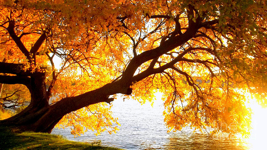 Fall Photograph - Under the Yellow Tree by Viviana  Nadowski