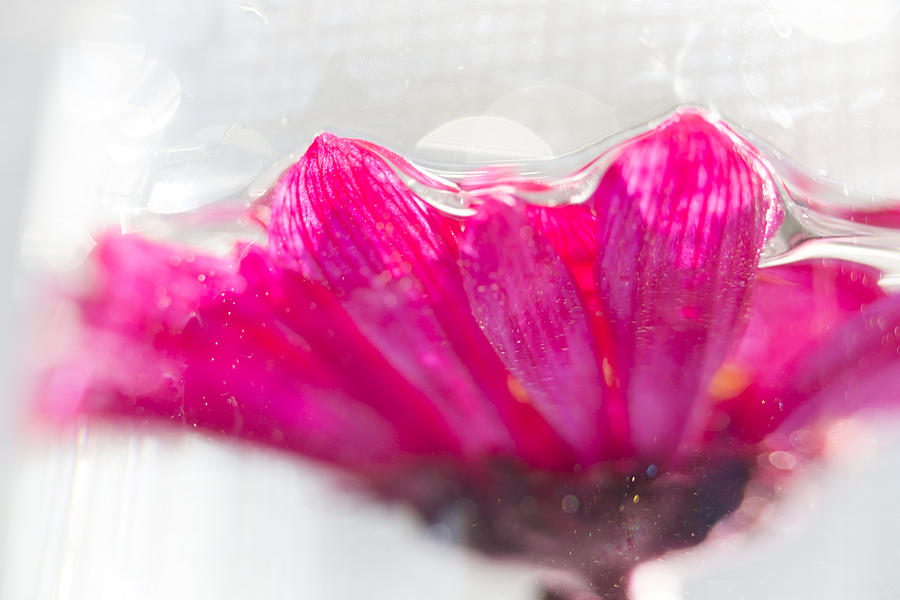 Under Water Flower Photograph by Susan Stone