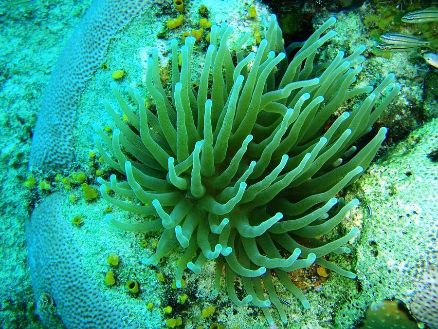 Under water plants Photograph by Artpics | Fine Art America