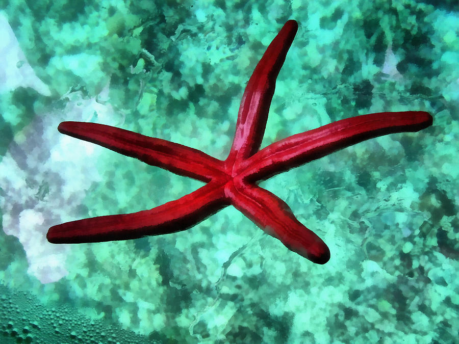 Underbelly of a starfish Photograph by Ashish Agarwal