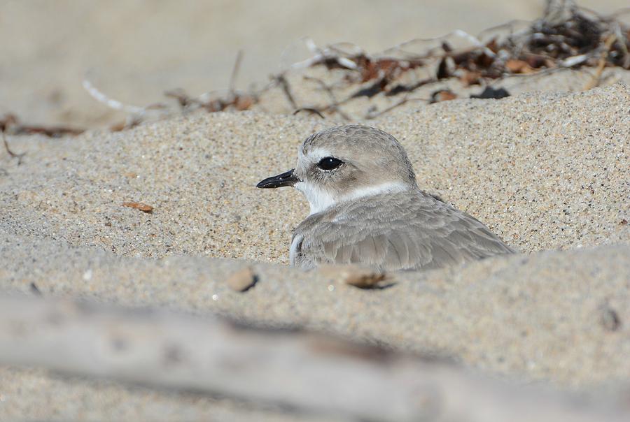 Undercover Plover Photograph by Fraida Gutovich