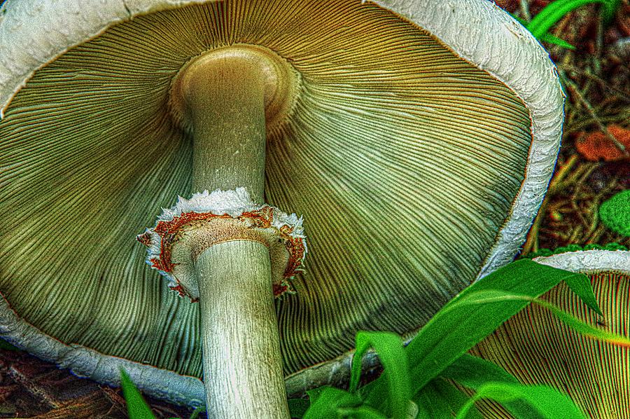 Underneath the Cap of  a Mushroom Photograph by Karen McKenzie McAdoo