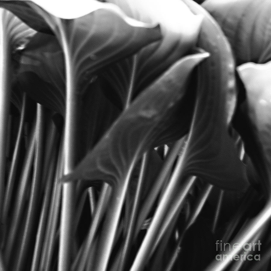 Underneath the Hosta in B and W Photograph by Sherry Hallemeier