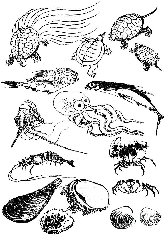 Undersea creatures, from a Manga Painting by Hokusai