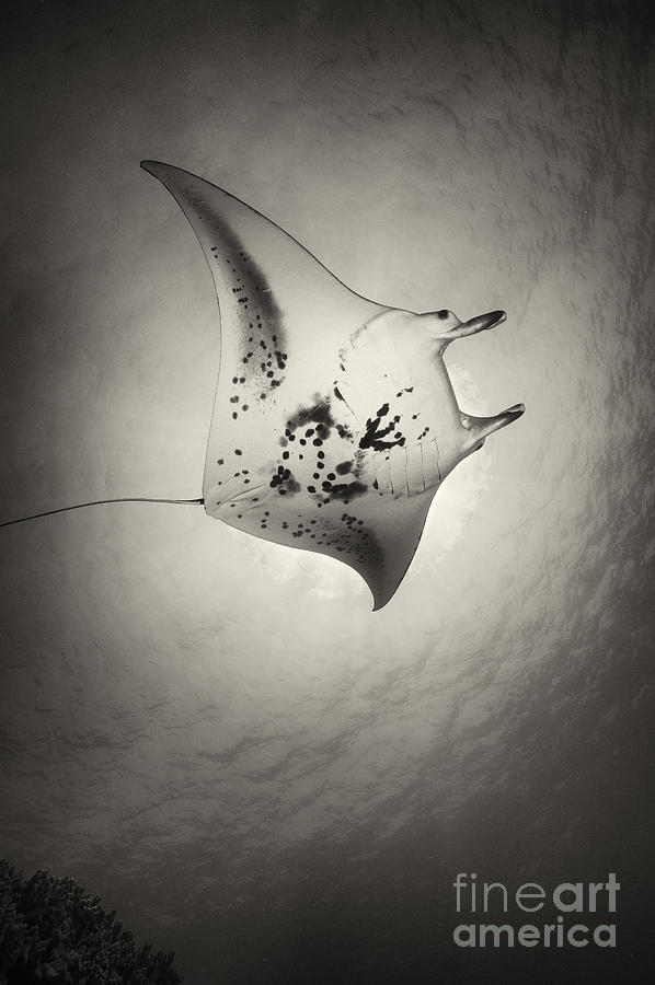 Undersea Flight Photograph by Aaron Whittemore