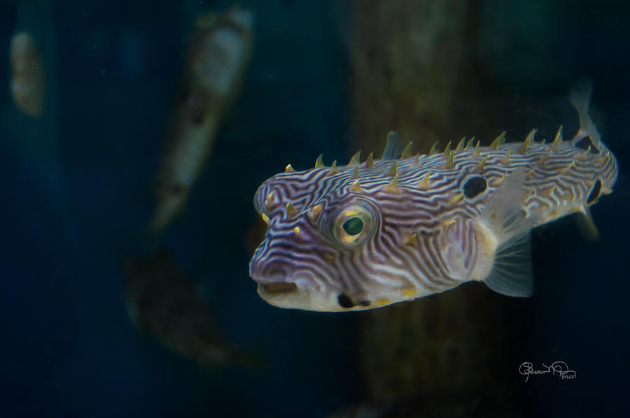 Undersea Happy Face Photograph by Susan Molnar