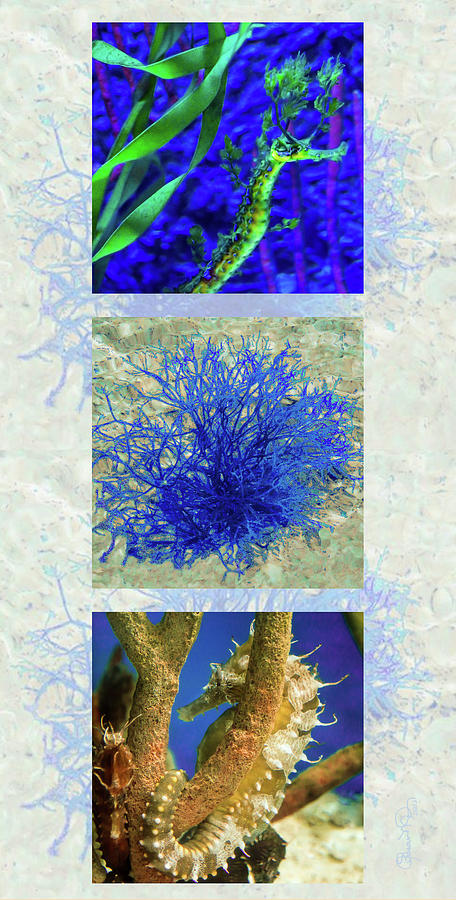 Undersea Triptych Photograph by Susan Molnar