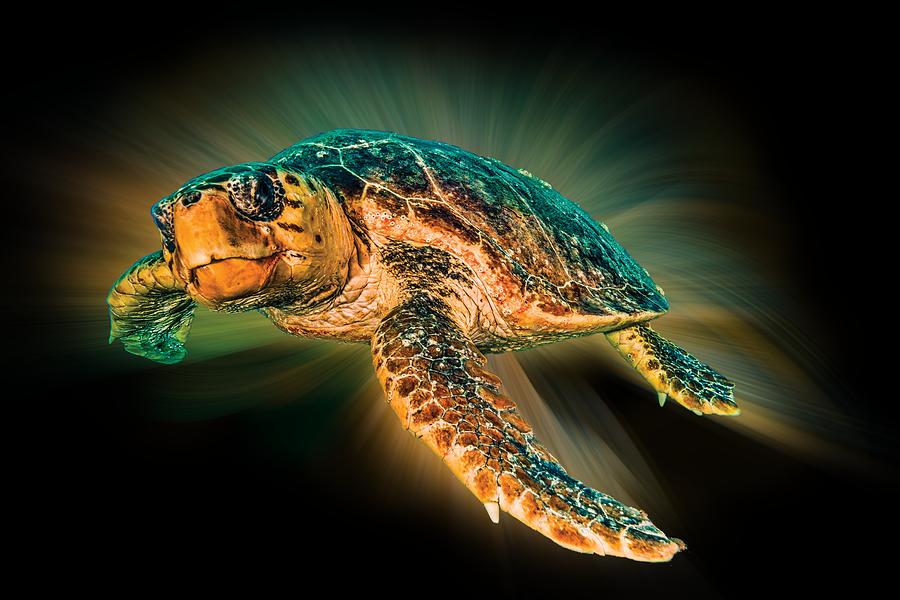 Undersea Turtle Photograph by Debra and Dave Vanderlaan