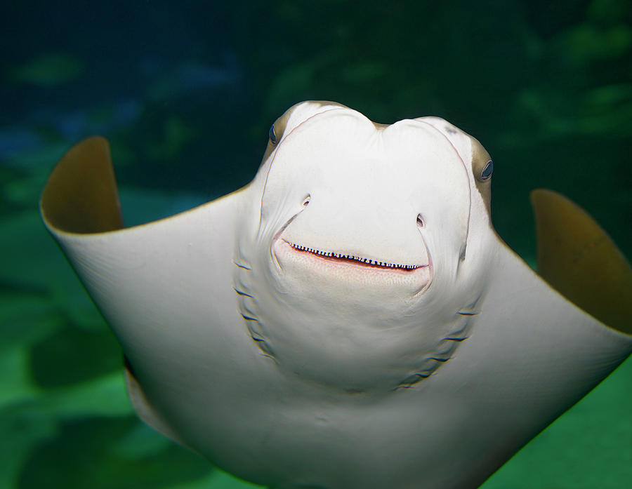 Underside and face of a smiling Stingray in an aquarium Photograph by Reimar Gaertner