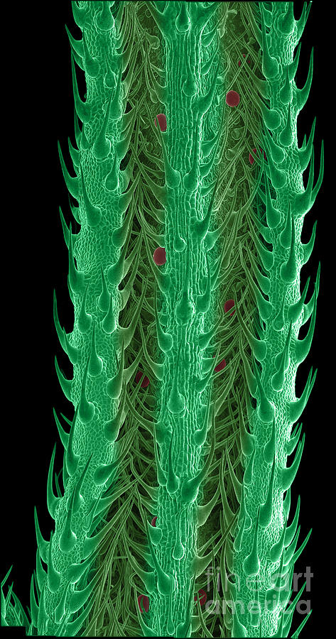 Underside of a New Cannabis Leaf Photograph by Ted Kinsman