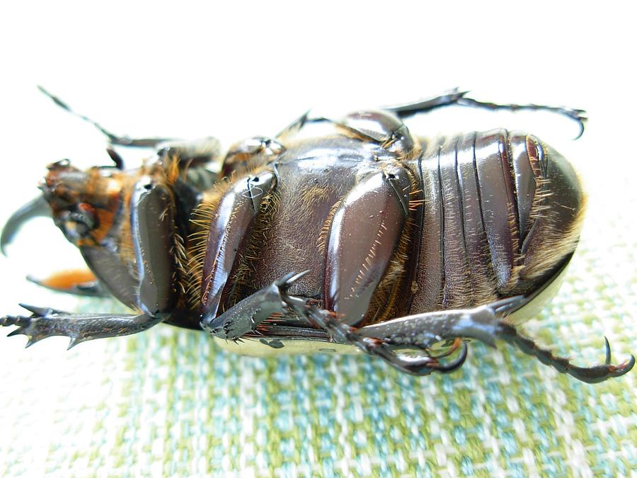 Underside of Hercules Beetle Photograph by Jeanne Juhos