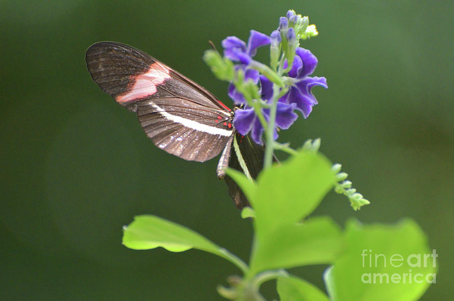 Underside of the Wing of a Postman Butterfly on a Flower Photograph by DejaVu Designs