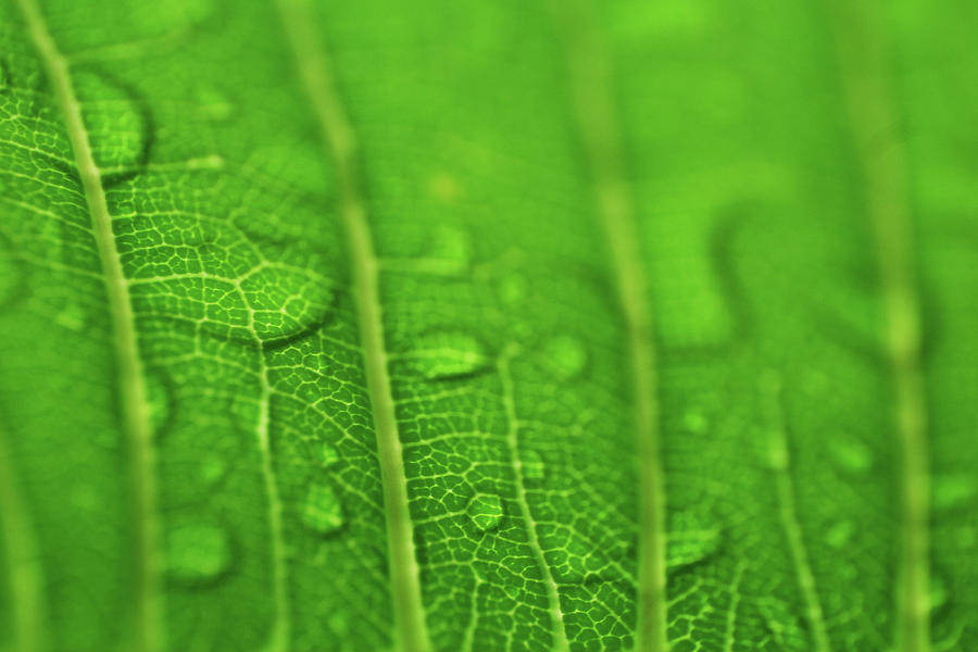 Underside of Wet Leaf Photograph by Larah McElroy