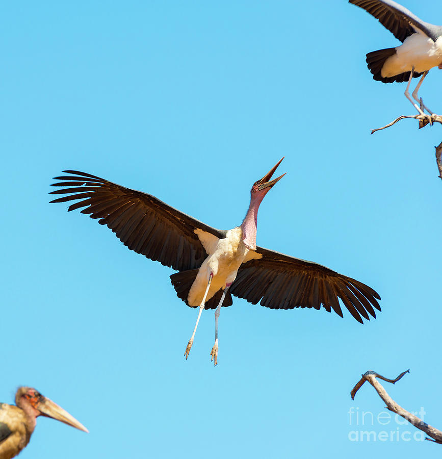 Stork Photograph - Undertaker Bird by THP Creative