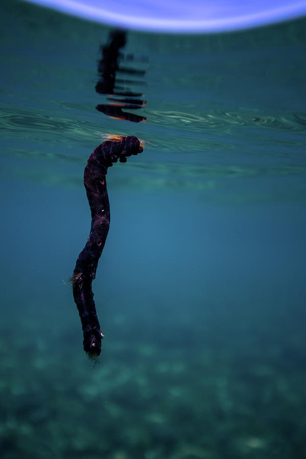Underwater Branch Photograph by Gemma Silvestre