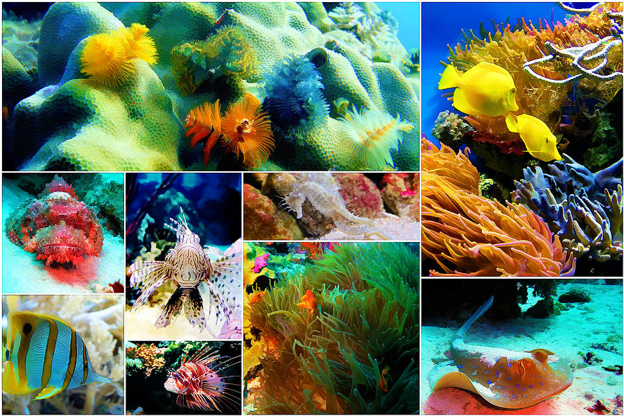 Underwater Caribbean Sea Collage Painting by Elaine Plesser | Pixels