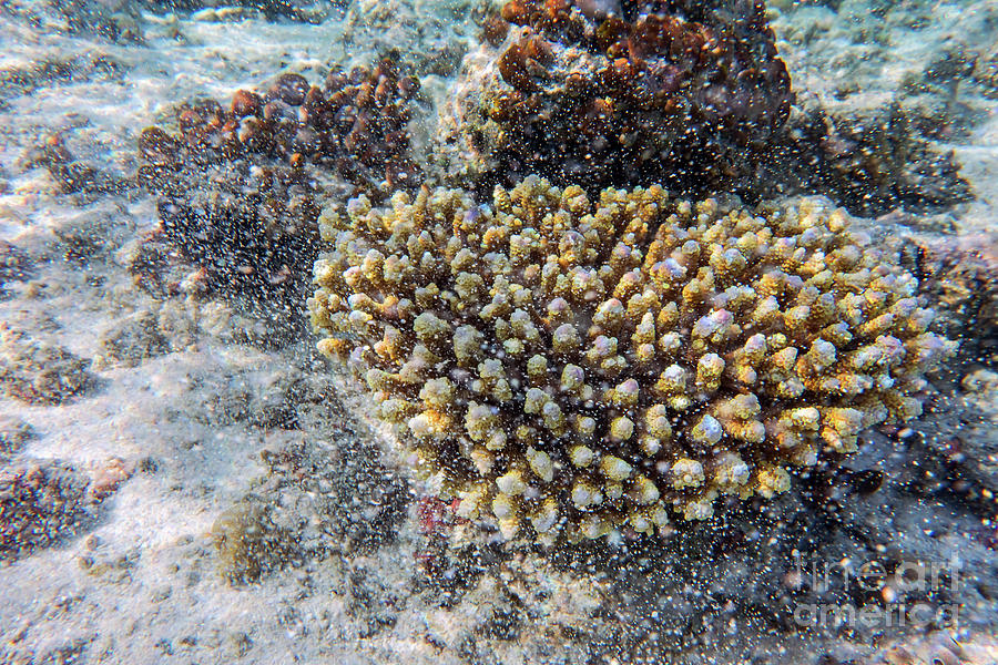 Underwater coral reef in Indian Ocean, Maldives. Photograph by Michal Bednarek