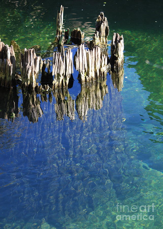Underwater Cypress Stump Photograph by Carol Groenen