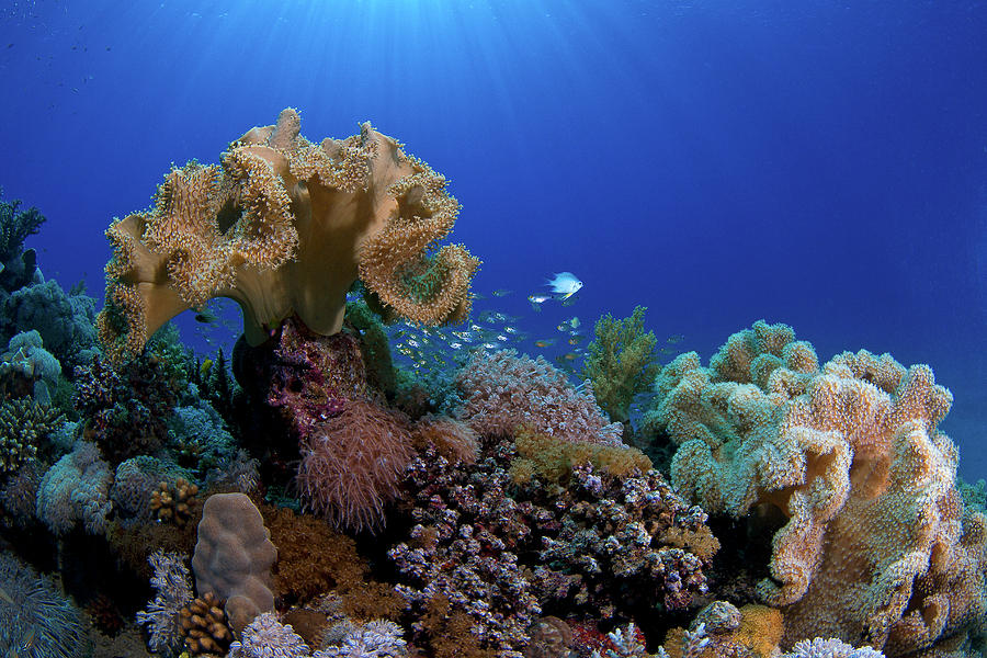 Underwater Diversity Photograph by Rico Besserdich - Fine Art America